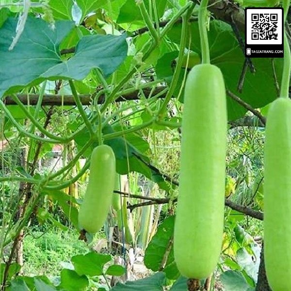 Hạt giống Bầu xị lai