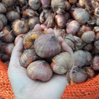 1 kg củ giống hoa lay ơn hàng chuẩn tết nhiều size và màu để chọn, củ đã kích mầm, kèm hướng dẫn trồng