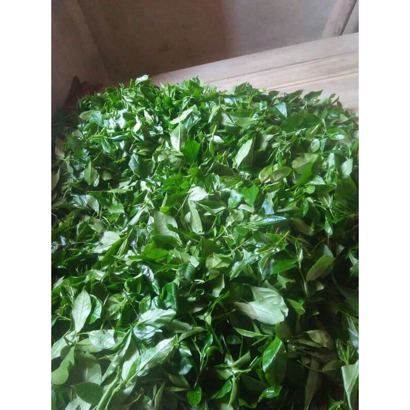 500g Trà sạch Tân cương