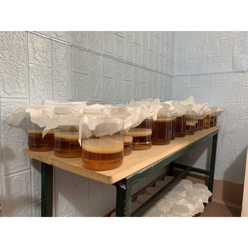 Combo Trà kombucha Kèm Đường Mật Mía và Hồng Trà