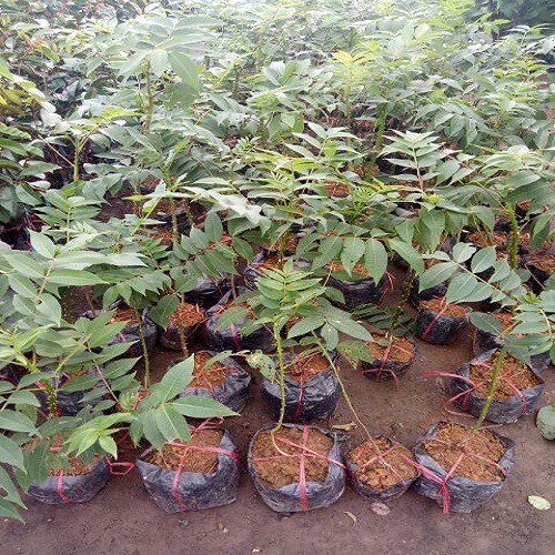 Cây mắc khén giống khỏe đẹp