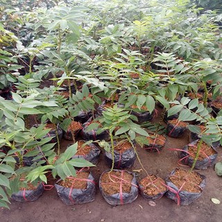 Cây mắc khén giống khỏe đẹp