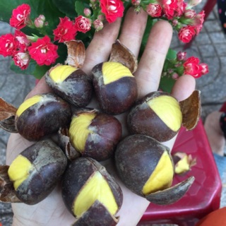 Combo👉2kg(Hạt dẻ sống khứa vỏ sẵn)