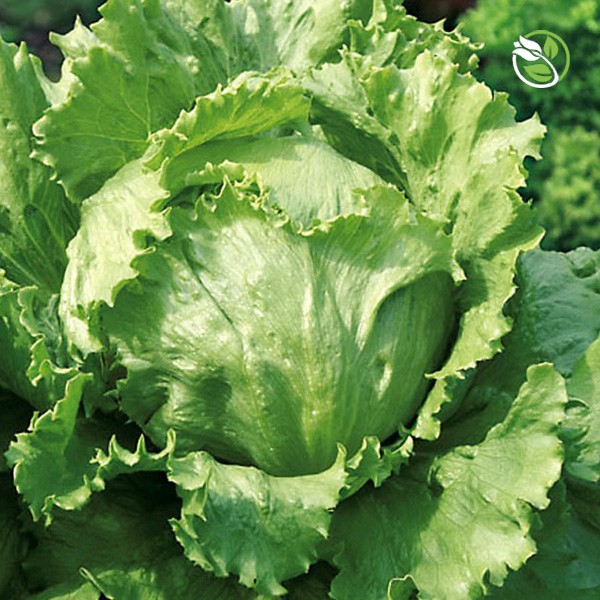 Hạt Giống Rau Xà Lách Búp Minetto Phú Nông - Gói 2g - Lettuce Minetto