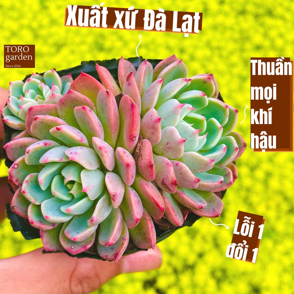 Sen đá nana Đà Lạt size bé cây cảnh trang trí nhà cửa Toro garden