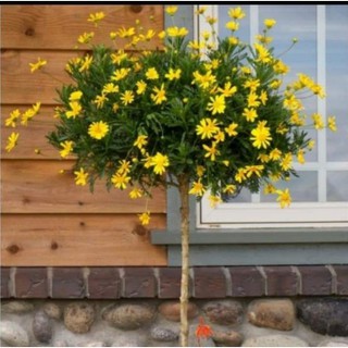 100 Hạt giống Hoa Cúc Thân Gỗ Tặng Kèm Kích Mầm - Hạt Chuẩn Nảy Mầm Tốt