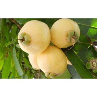 Cây giống mận lý/ mận hoa hồng/ lê thơm- Đặc sản miền tây-Trang trí sân vườn-Cây hoa kiểng Đồng Tháp