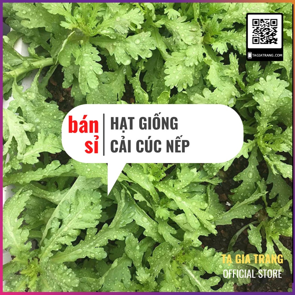 Bán Sỉ] - Hạt Giống Rau Cải Cúc Nếp (Tần Ô Lá Tròn) | Shopee Việt Nam