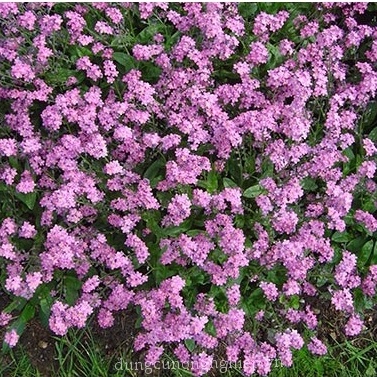 Hạt giống LƯU LY HỒNG Nhu cầu . PINK Forget-Me-Not (Myosotis alpestris)