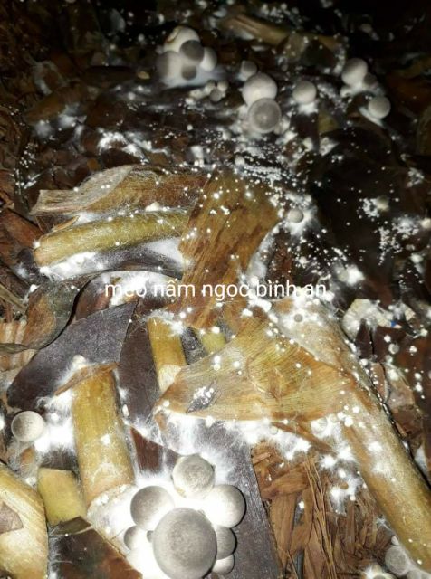 Meo nấm rơm Ngọc Bình An