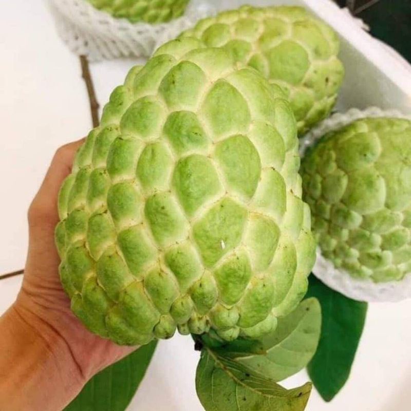 CÂY GIỐNG NA DAI Thái LAN SIÊU SỚM