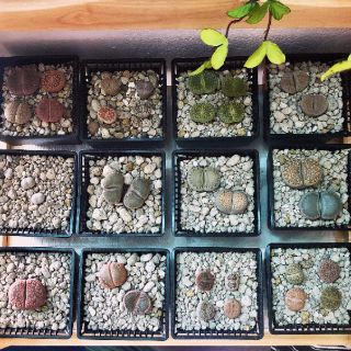 Lithops thạch lan lớn 3 - 3.5 cm luôn chậu 150k(liên hệ chọn màu)