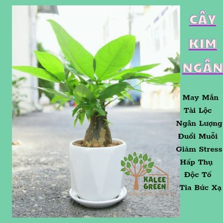 Cây Kim Ngân MiNi Thân Size Trung.Tài Lộc,Hút Độc Tố, Bức Xạ Từ | Kalee Green