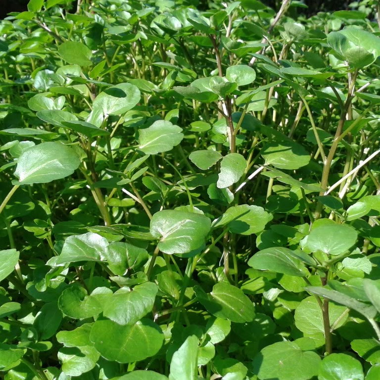 350 hạt giống Rau Xà Lách Xoong, Cải Xoong Nhật Bản