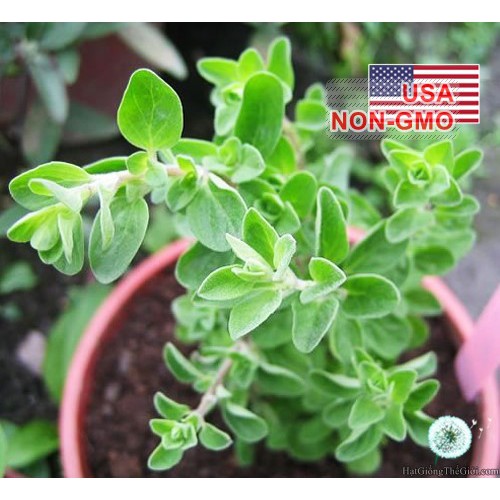 100h Hạt Giống Sweet Marjoram Kinh Giới Ngọt (B3.102| C25*X43)