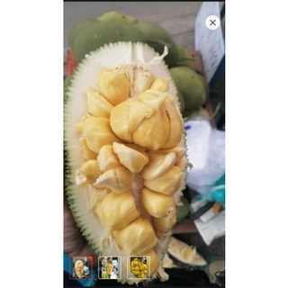 Trái mít tố nữ(2 kg/48.000)