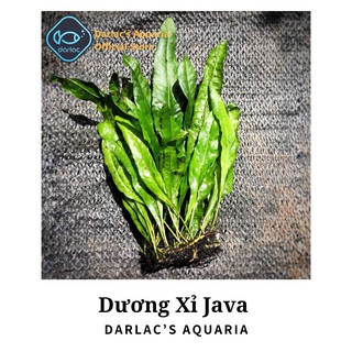 Dương Xỉ Java - Darlac's Aquaria