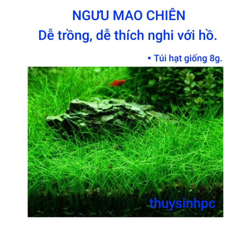 Hạt giống Ngưu Mao Chiên trải nền và trang trí hồ thủy sinh