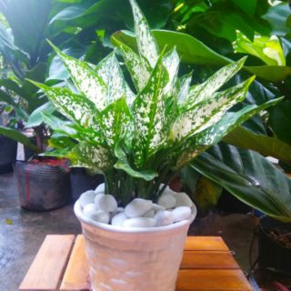Cây Ngọc Ngân Chậu Sứ