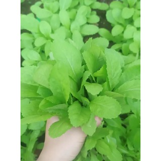 Hạt giống Cải bẹ xanh mỡ ăn non