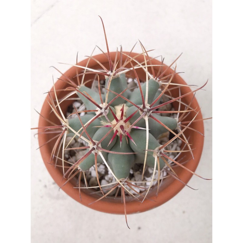 Xương rồng Fero gai đỏ