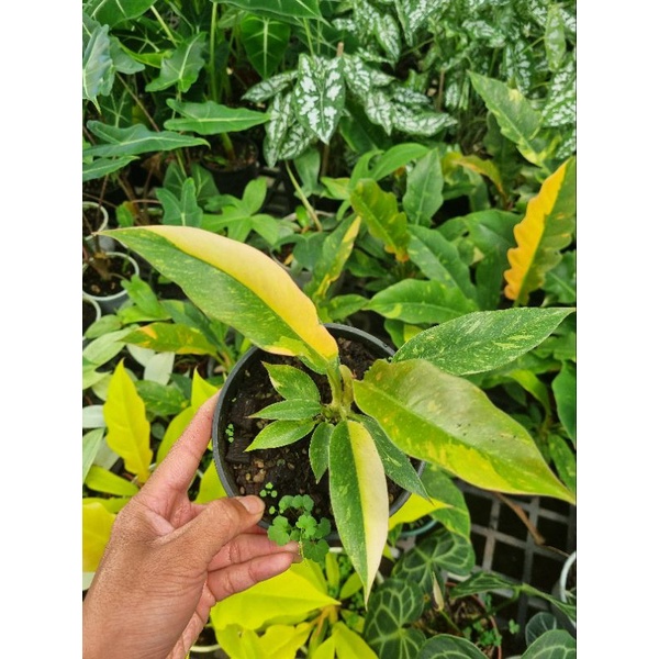 Philodendron ring of fire - cung đàng var