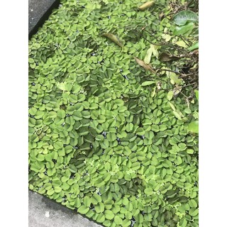 Bèo tai chuột 10 nhánh
