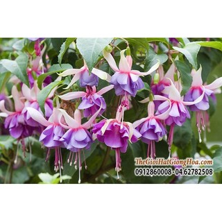 (giá rẻ) Hạt giống hoa Lồng đèn (hoa đăng)