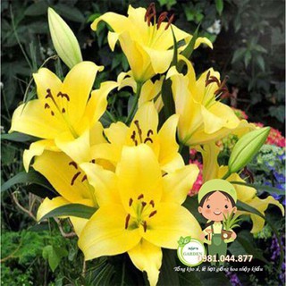 củ hoa ly thơm màu vàng size to