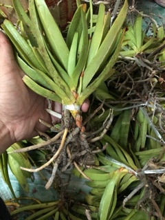 lan Bạch Nhạn bó 35k 3 cây