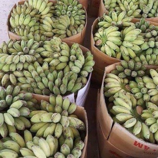 Combo 5kg Chuối Sáp Dẻo Ngon