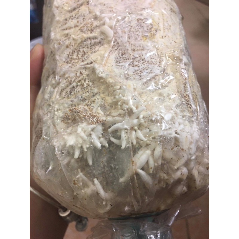 Combo 10 Phôi Nấm Bào Ngư Xám