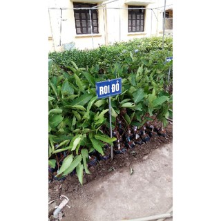 Cây roi đỏ an phước