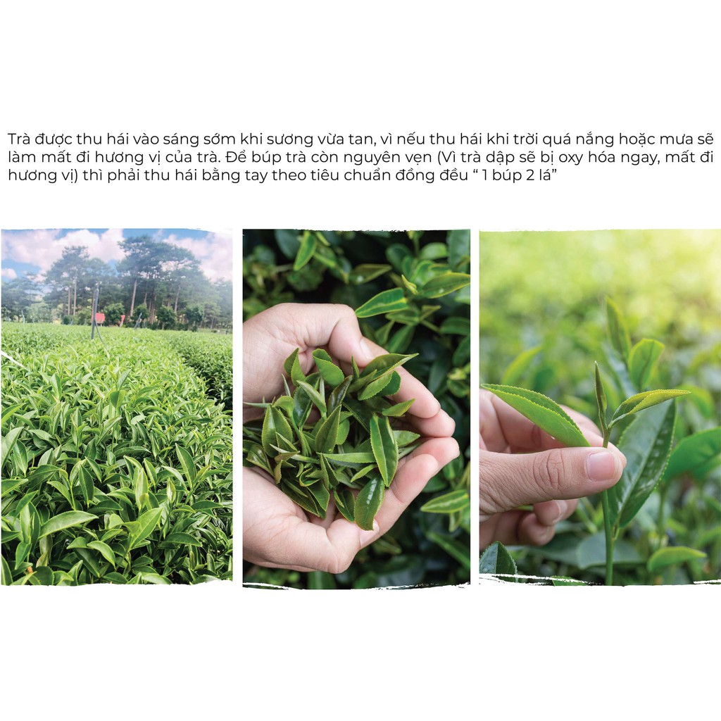 Trà Lài Cầu Đất - Túi 150Gr DalatFarm (Trà nhài - Jasmine Tea) | BigBuy360 - bigbuy360.vn