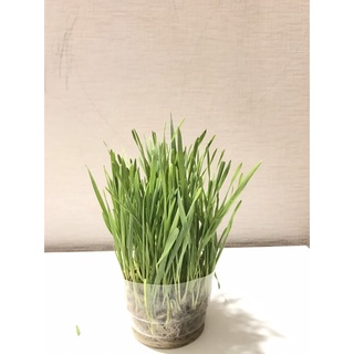 Hạt giống cỏ mèo cao cấp (cỏ lúa mạch, lúa mì)