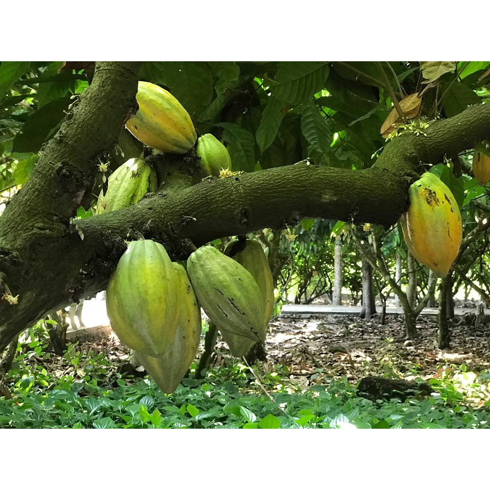 Bột cacao nguyên chất không đường - Pha chế thức uống socola trà sữa đậm vị ca cao - CACAOMI Premium chuẩn xuất khẩu