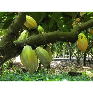 Bột cacao CacaoMi Premium 80g