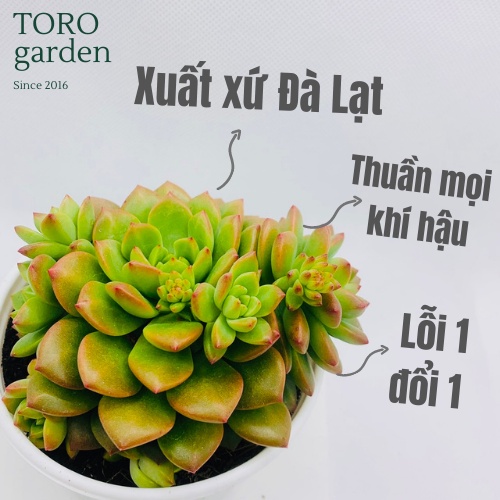 SEN ĐÁ MẶT TRỜI ☀️ SIZE TRUNG BÌNH 🏺 |FREESHIP| 🔥 XUẤT XỨ ĐÀ LẠT, SIÊU KHOẺ ĐẸP 🍏 LỖI 1 ĐỔI 1