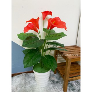 Cây hoa rum- Cây giả decor
