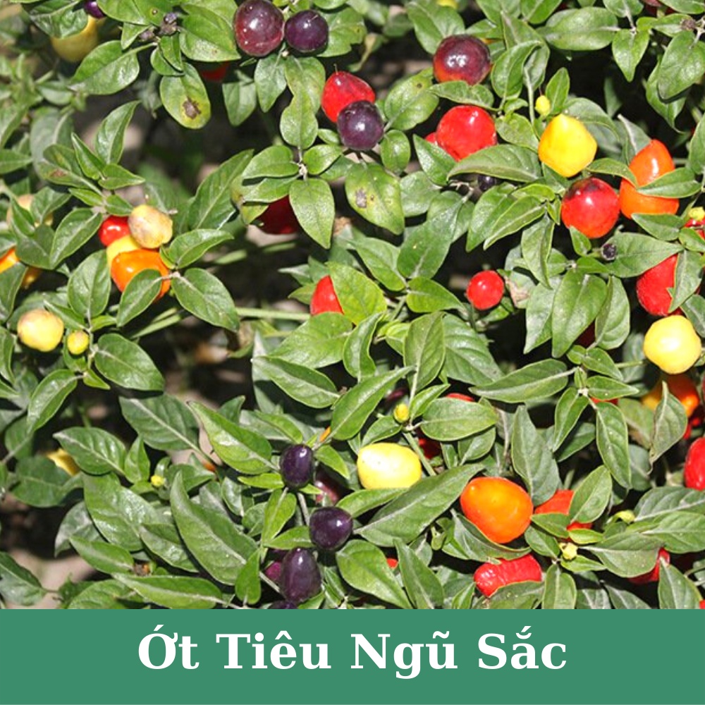 Hạt giống ớt tiêu ngũ sắc siêu quả