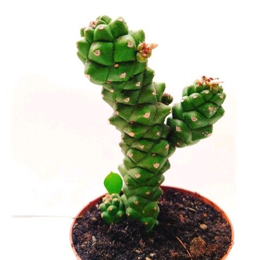 Xương rồng euphoria