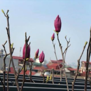 CÂY HOA MỘC LAN ĐANG CÓ NỤ