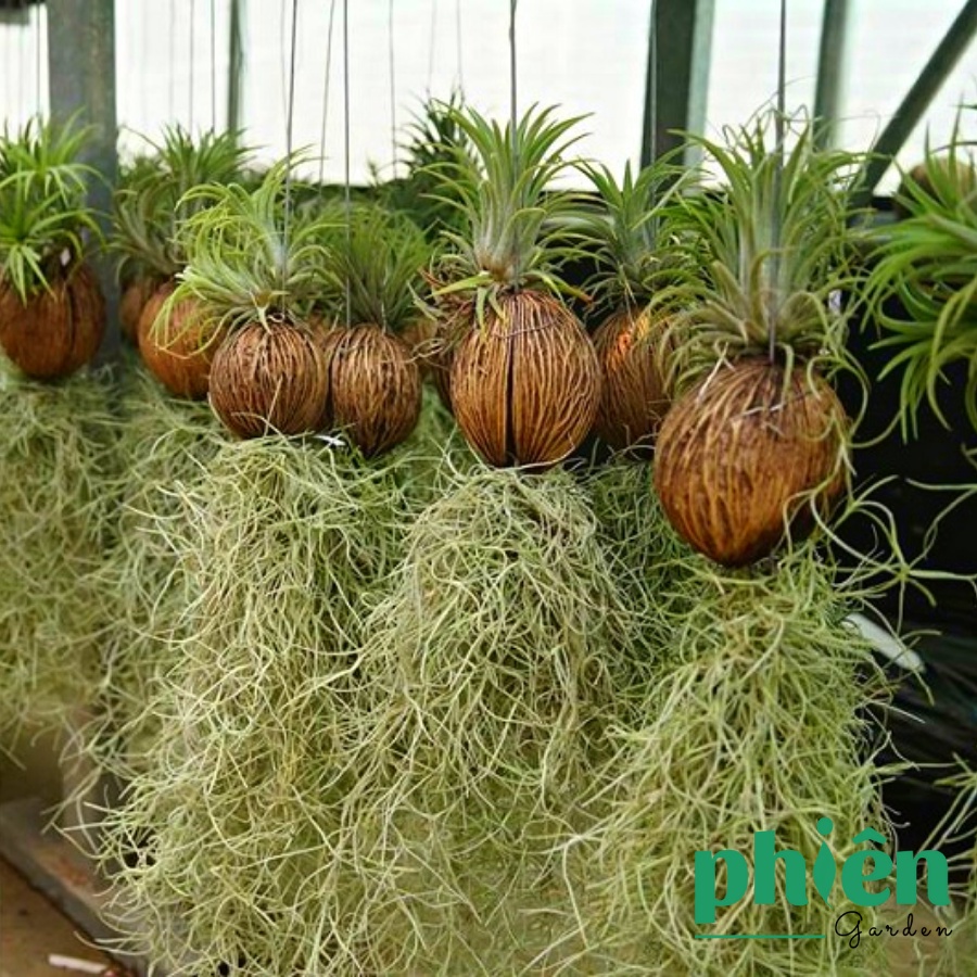 Cây Không Khí Tóc Tiên, Kim Yến Tillandsia Usneoides