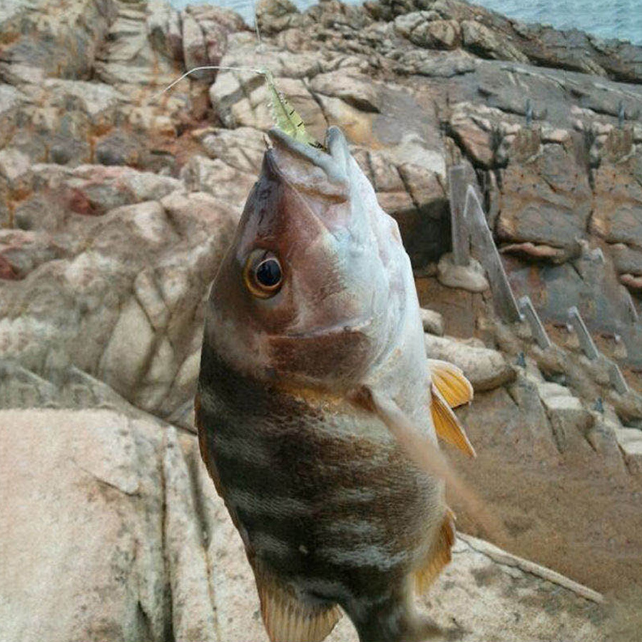 Set 10 mồi câu giả hình con tôm chuyên nghiệp