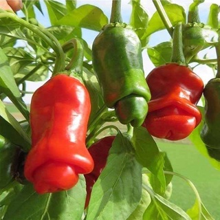 Hạt giống Ớt cu tí 0.3gr