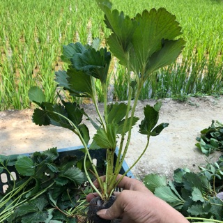 Combo 20 cây giống dâu tây Hàn Quốc
