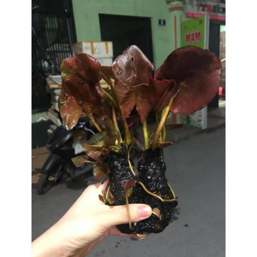 SÚNG ĐỎ, CÂY THỦY SINH CHO BỂ CÁ CẢNH. BEERTHUYR SINH, CÂY KHỎE, LOẠI ĐẸP.