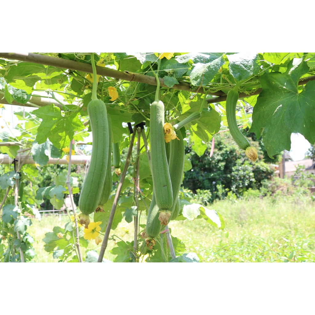 Hạt giống Mướp Hương Lai F1 Thái Lan  5gram