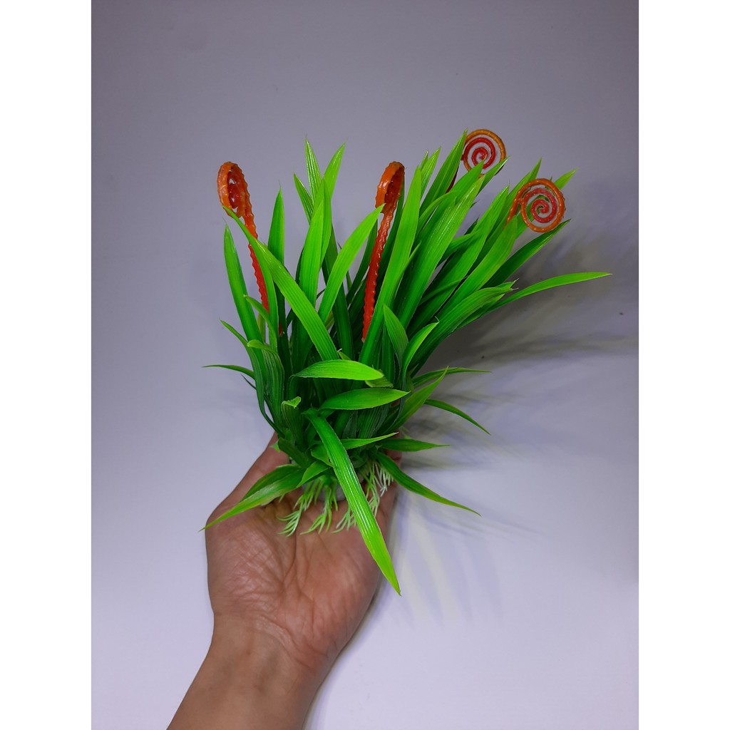 Cây nhựa - tóc tiên