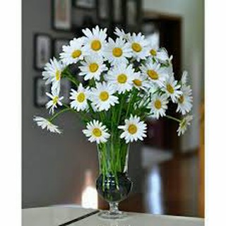 [GIÁ GỐC] Hạt Giống Hoa Cúc Chi Trắng - 50 hạt